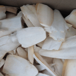 Kırık Mürekkep Bal.Kemiği (Kalamar) 1 Kg